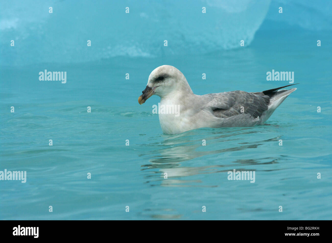 Fulmar (Fulmarus Cyclopoida) schwimmen von Eisberg auf Svalbard See, Arktis, Norwegen Stockfoto