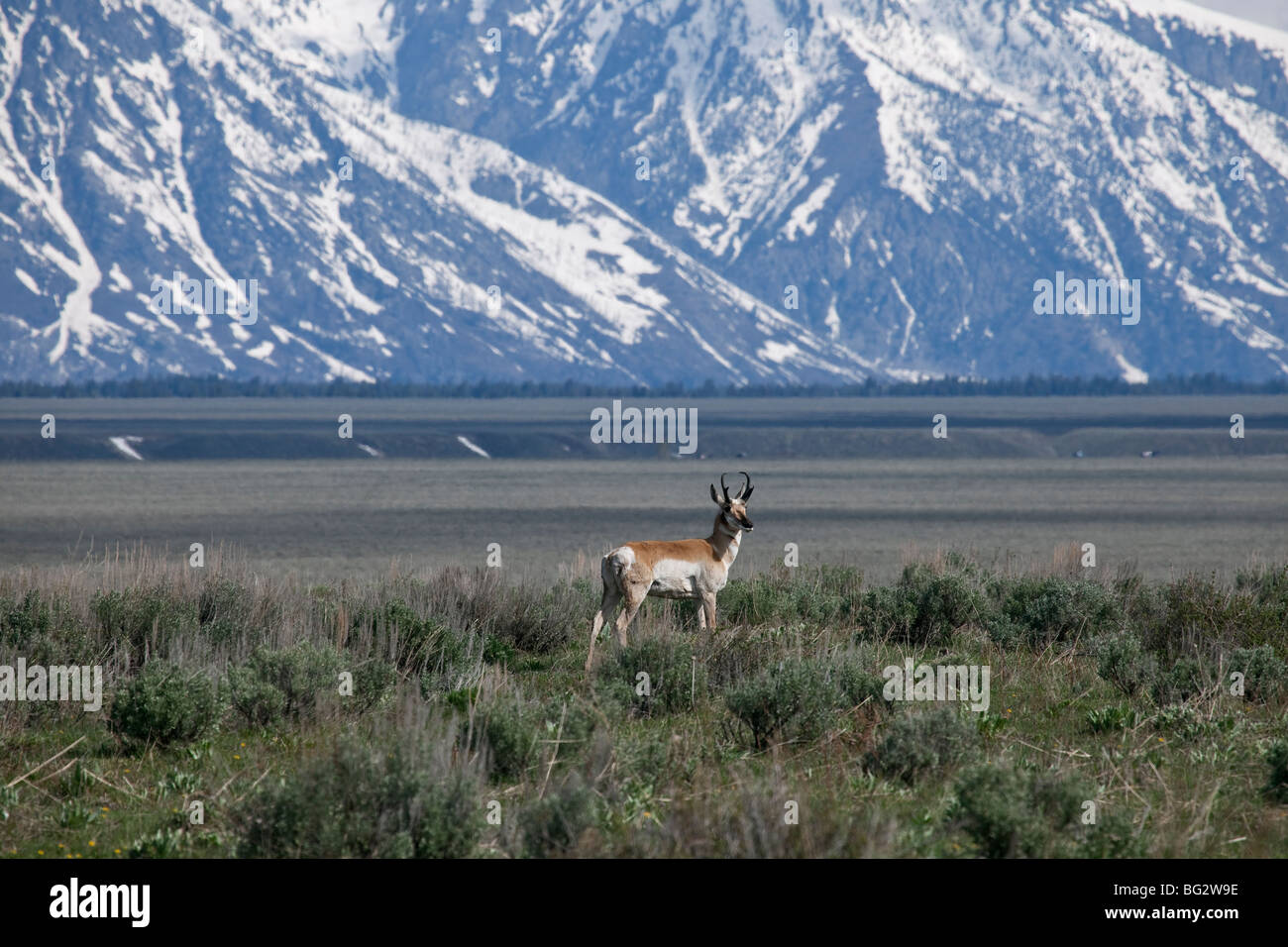 Pronghorn Antilope Antelope Flats Strasse in der Nähe von Moose Junction, Grand-Teton-Nationalpark, Wyoming. Stockfoto