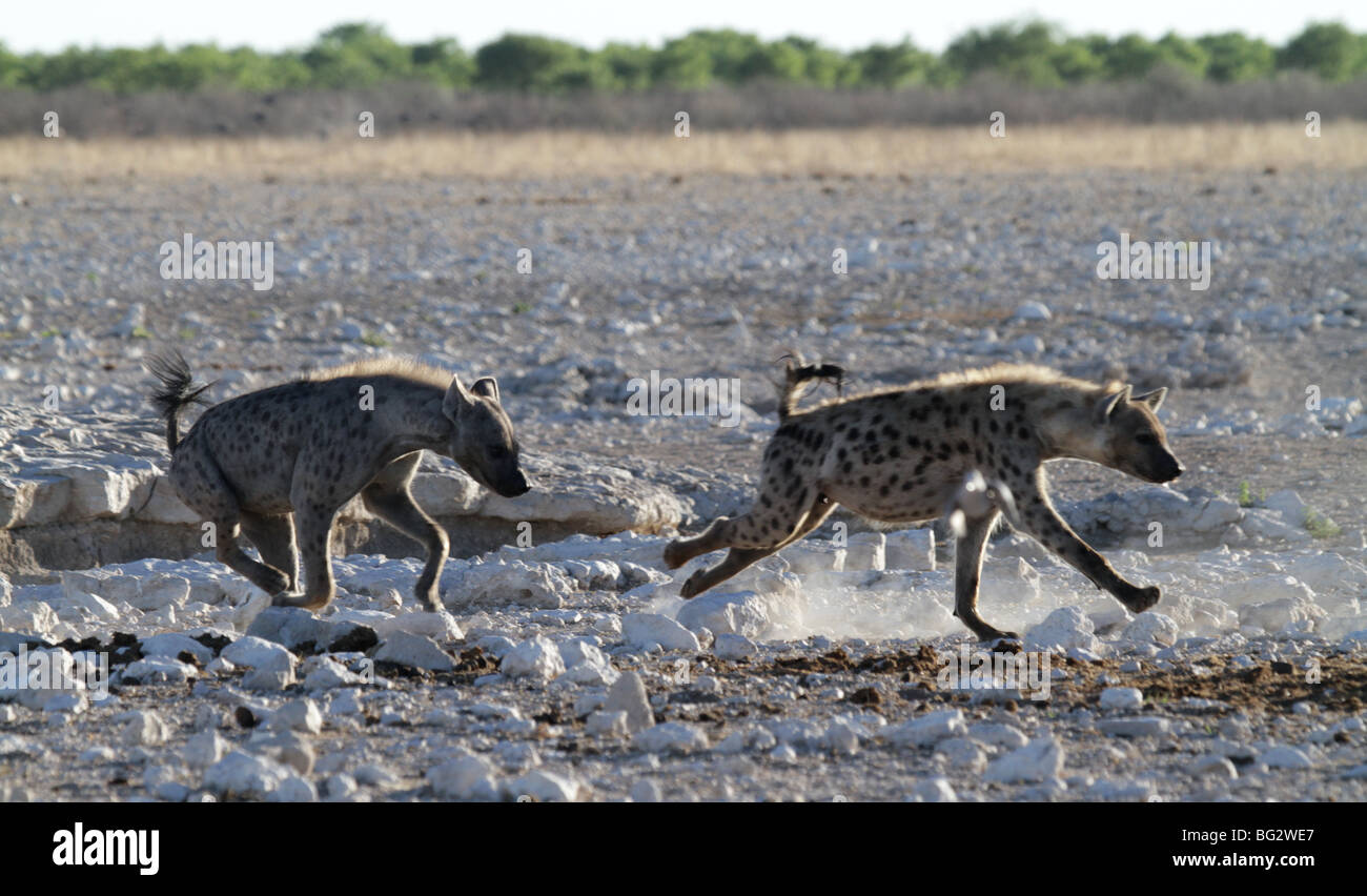 Gefleckte Hyänen in einer Verfolgungsjagd Stockfoto