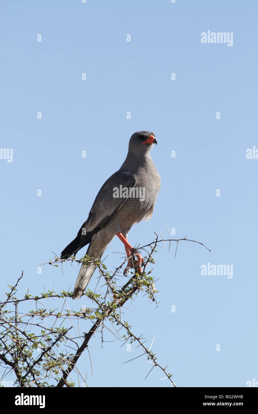 Blasse chanting Goshawk thront in einer Akazie Busch Stockfoto