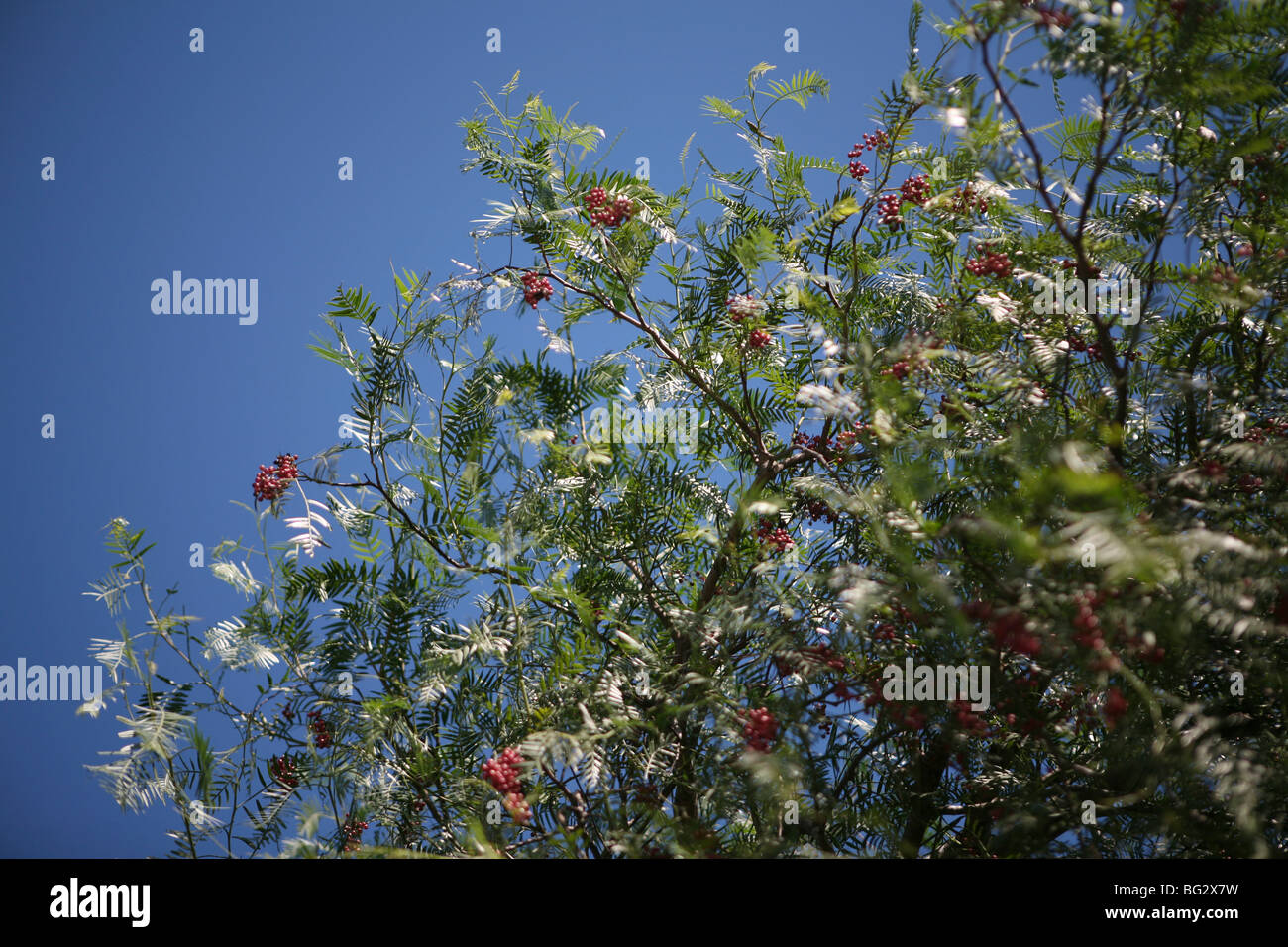 Schinus Molle - Pfeffer Baum mit rosa / roten Pfefferkörnern, blauen Himmelshintergrund Stockfoto