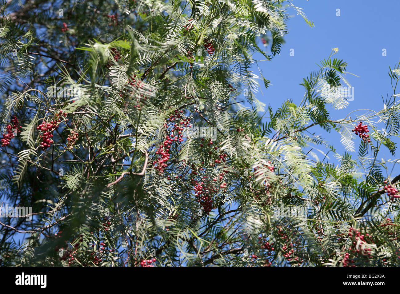 Schinus Molle - Pfeffer Baum mit rosa / roten Pfefferkörnern, blauen Himmelshintergrund Stockfoto