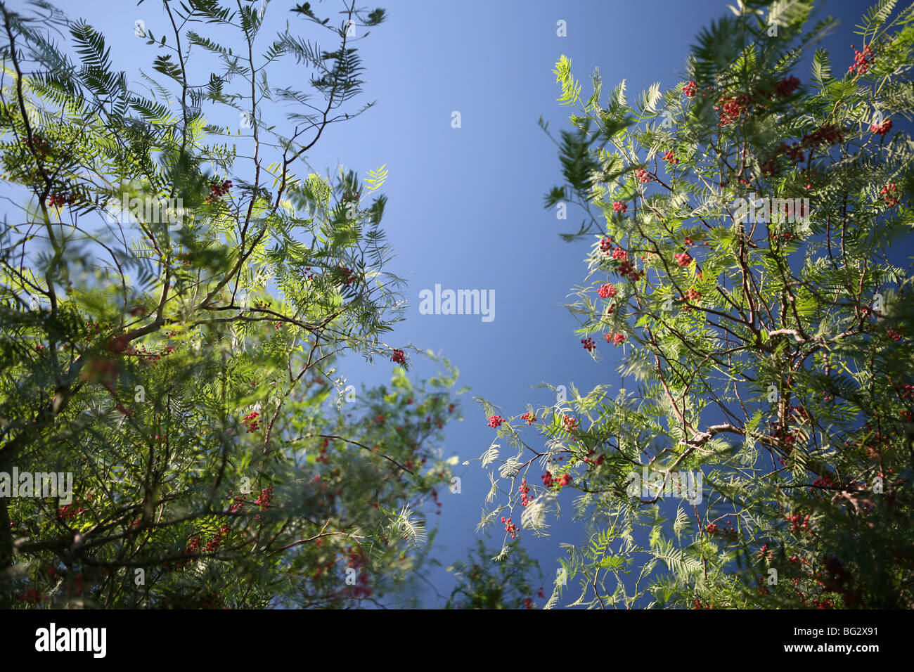 Schinus Molle - Pfeffer Baum mit rosa / roten Pfefferkörnern, blauen Himmelshintergrund Stockfoto