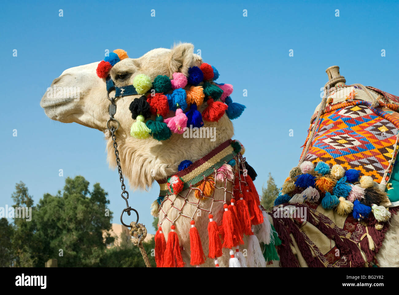 Kamel bunt geschmückt für Touristen, Rotes Meer, Ägypten, Nordafrika Stockfoto