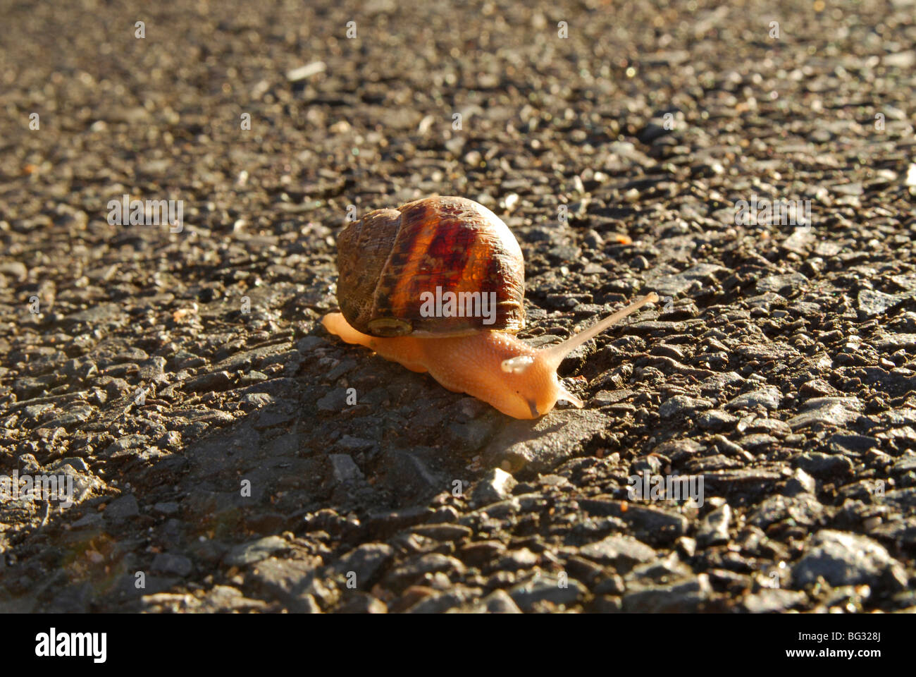 eine gemeinsame Garten-Schnecke (Helix Aspersa) auf Teerstraße Stockfoto