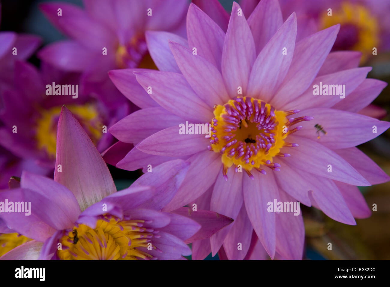 Lotusblumen, Sri Lanka Stockfoto