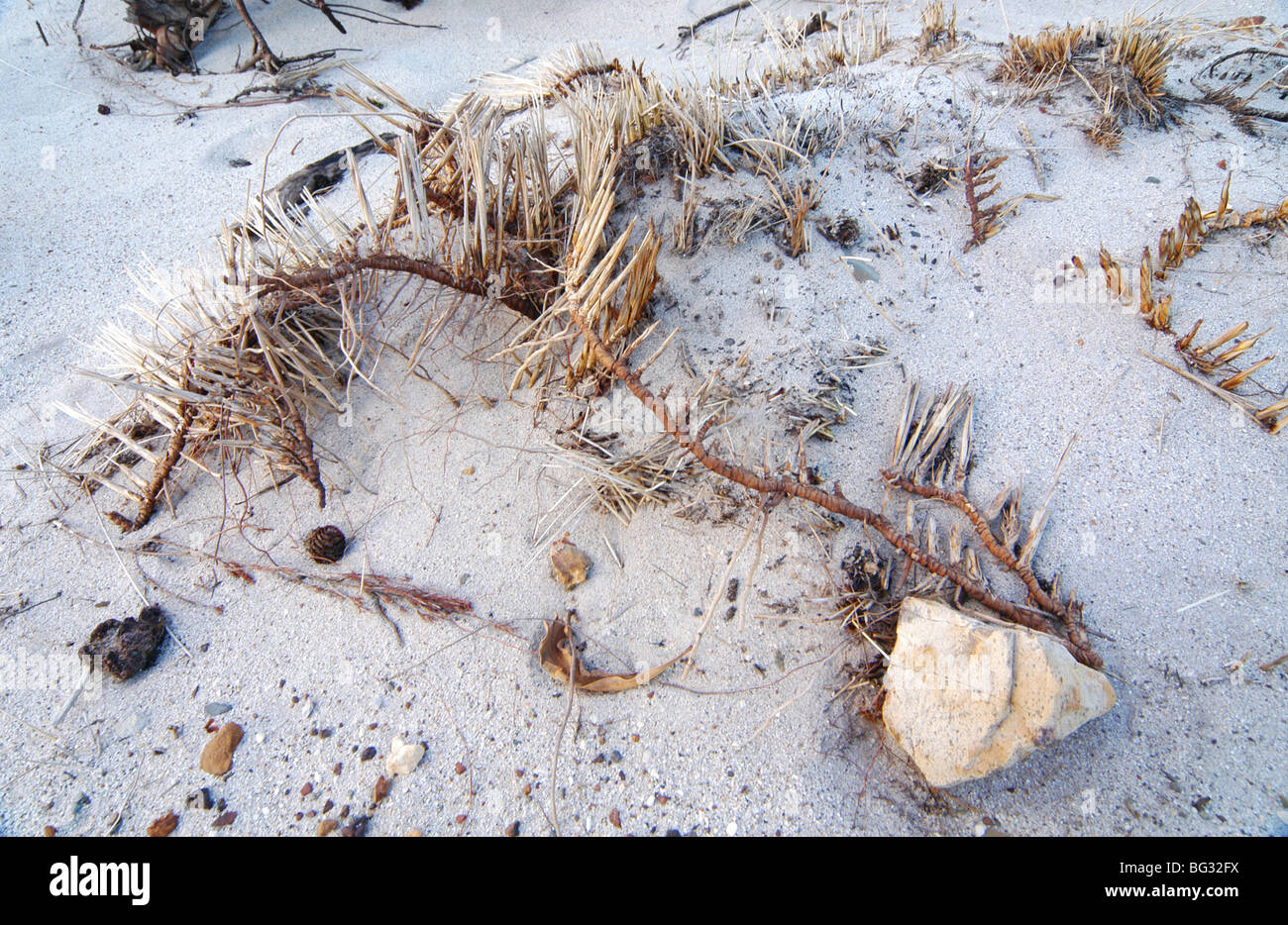 Getrocknete Dornbusch auf Sand nach einem Buschfeuer Stockfoto