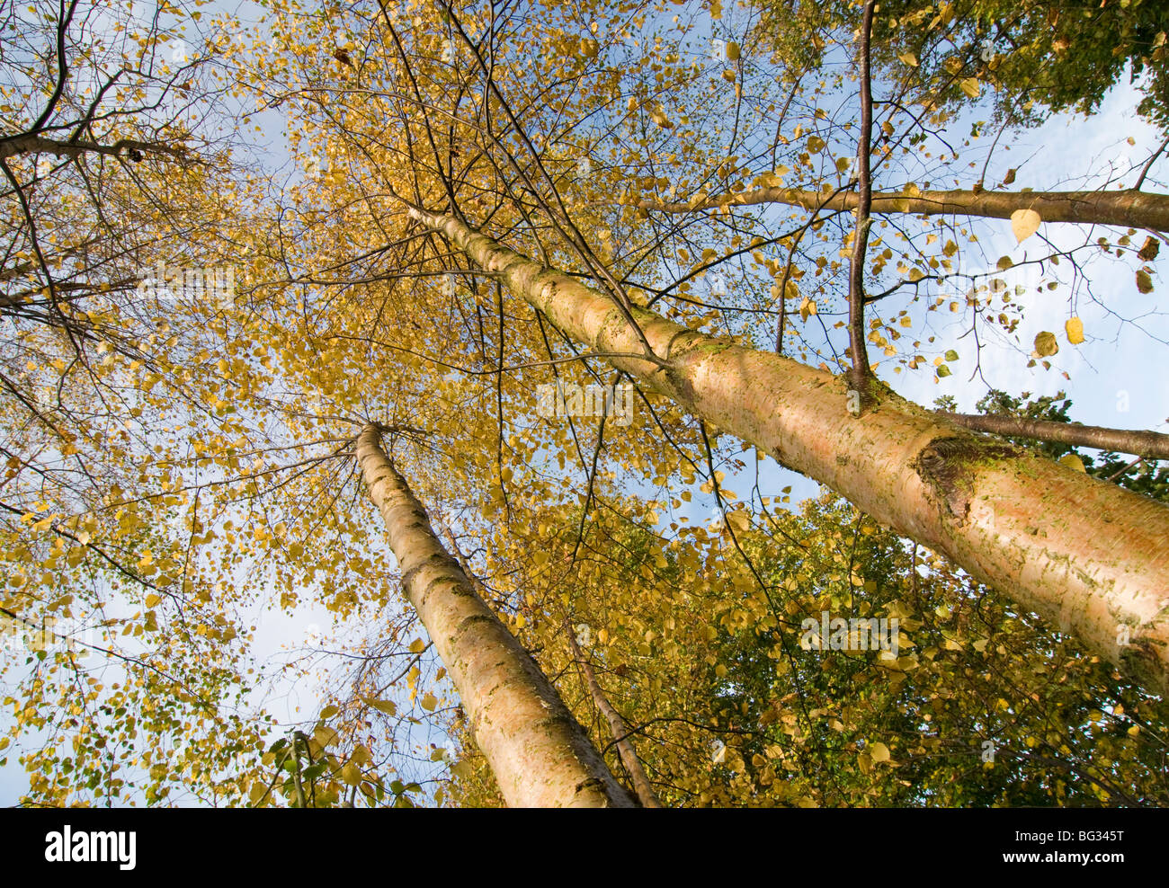 Herbstliche Silber Birken (Betula Pendel) im wind Stockfoto