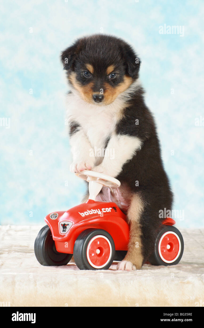 Australischer Schäferhund - Welpen sitzen auf Bobby-car Stockfoto