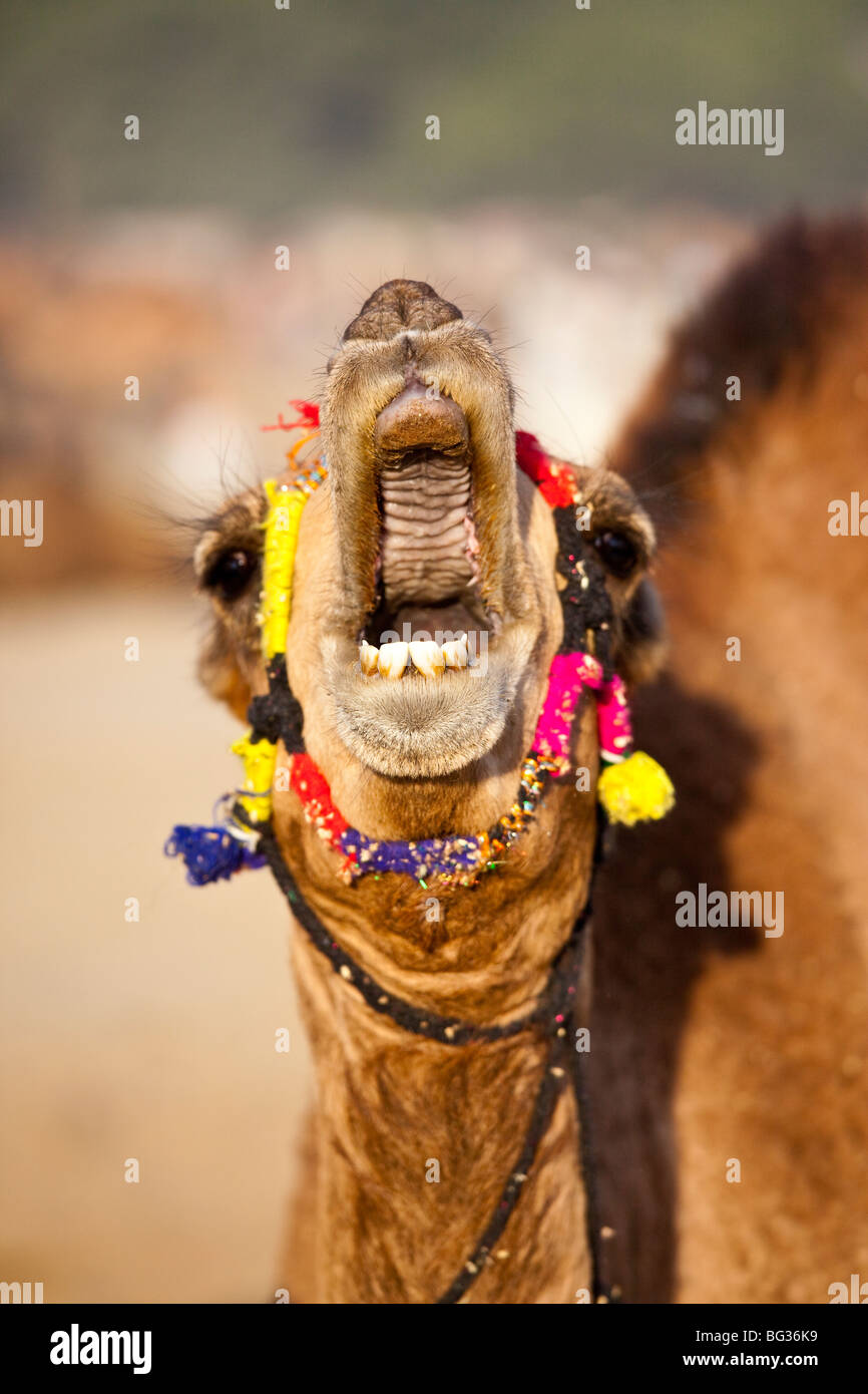 Kamel am Kamel-Festival in Indien Pushkar Stockfoto