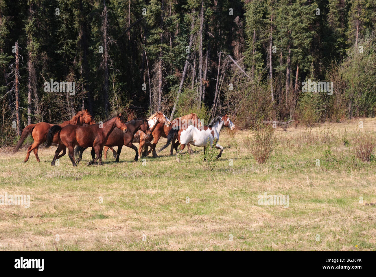 Herde von Wildpferden, die zu Fuß.  Dies wurde im Yukon Territory entlang der AlCAN Highway oder der Alaska Highway genommen. Stockfoto