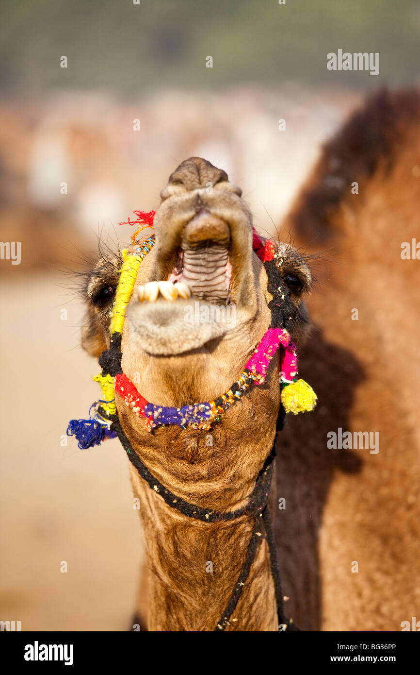 Kamel am Kamel-Festival in Indien Pushkar Stockfoto