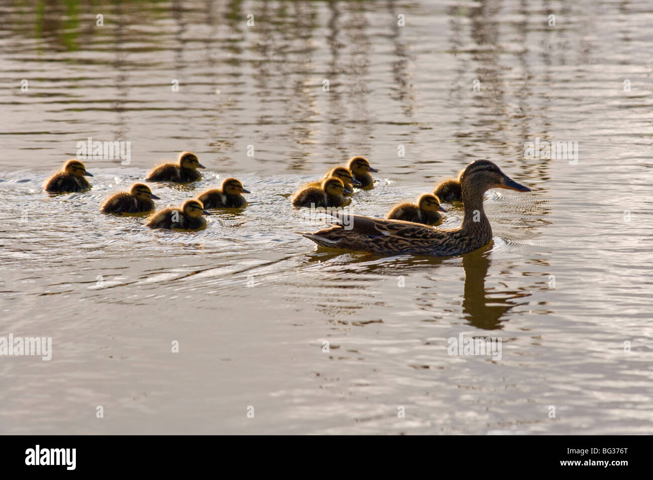 Stockente (Anas Platyrhynchos) mit Entchen Stockfoto