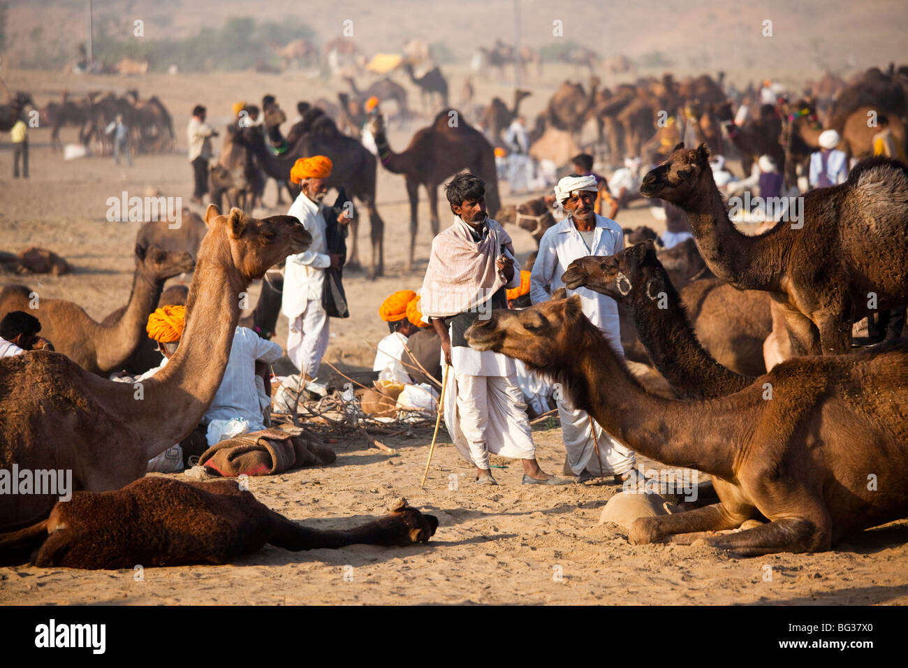 Kamel Messe in Indien Pushkar Stockfoto