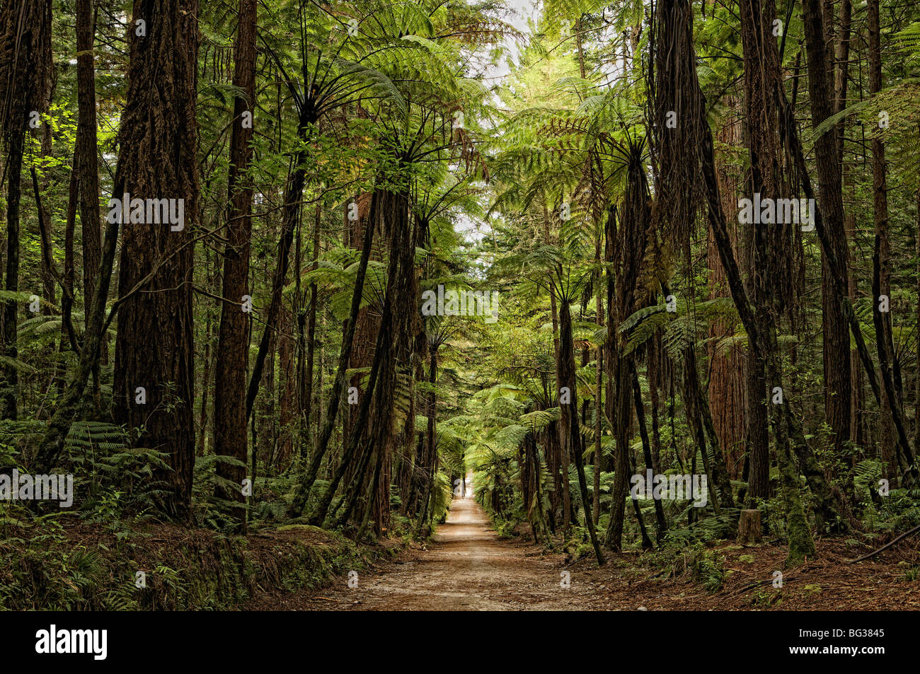 Gemäßigter Regenwald und Redwood-Plantage in der Nähe von Rotorua, Neuseeland Stockfoto