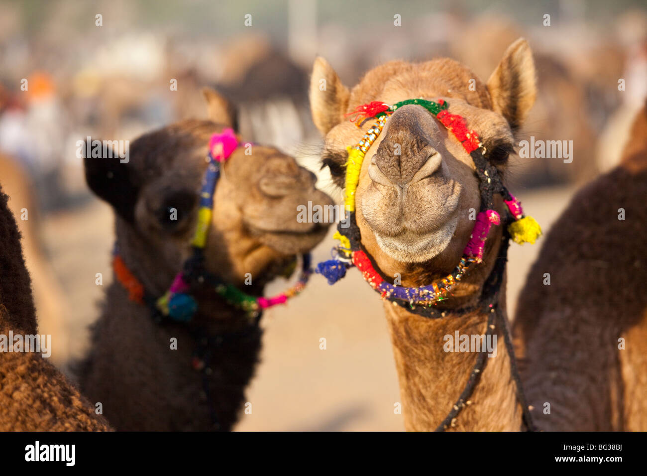 Kamele auf dem Camel Festival in Indien Pushkar am Kamel-Festival in Indien Pushkar Stockfoto