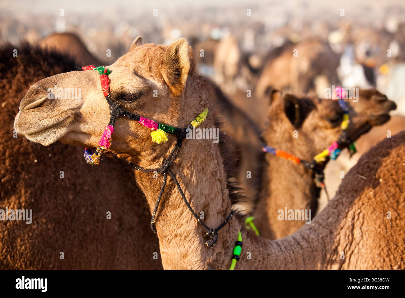 Kamele auf dem Camel Festival in Indien Pushkar am Kamel-Festival in Indien Pushkar Stockfoto
