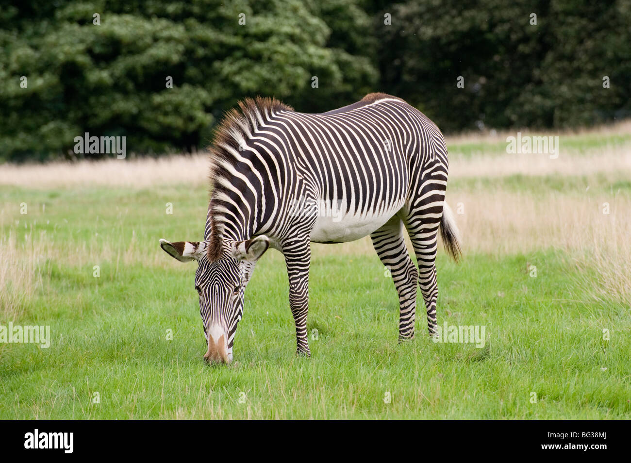 Zebra Streifen in Gefangenschaft an Whipsnade Zoo, England Stockfoto