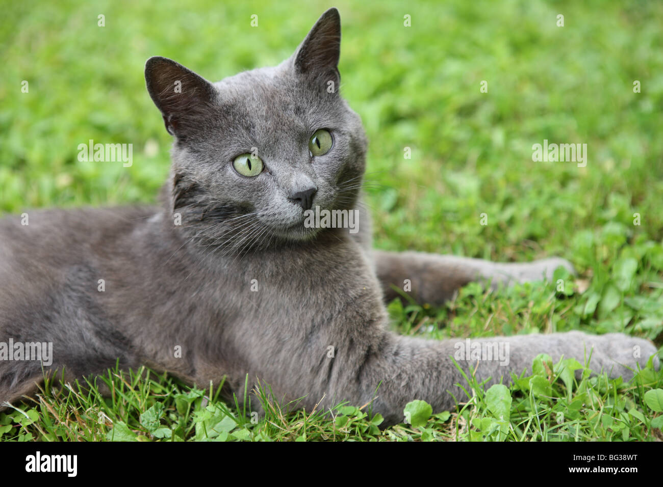 Graue Katze auf Rasen Stockfoto