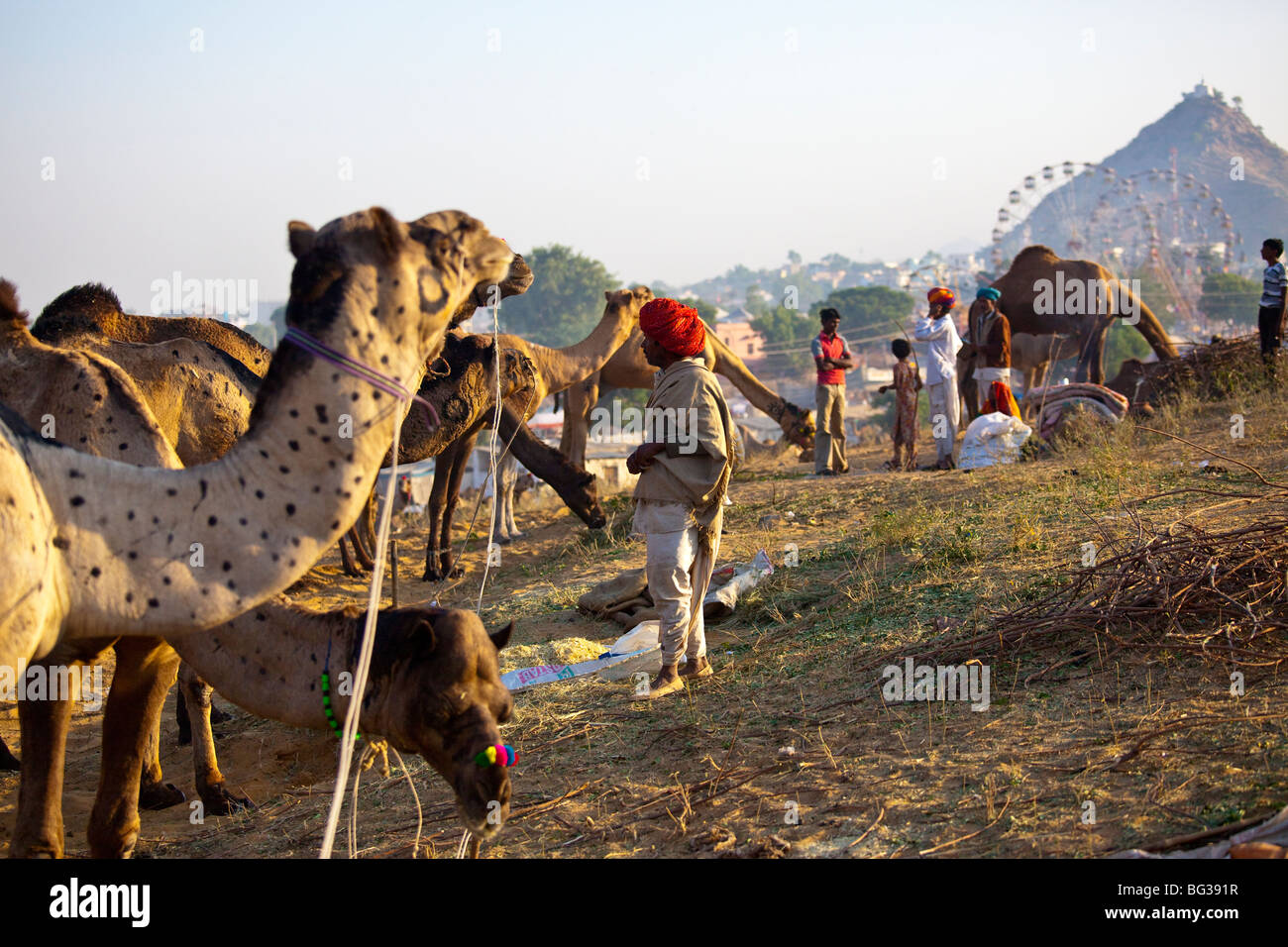 Kamel Mela in Indien Pushkar Stockfoto