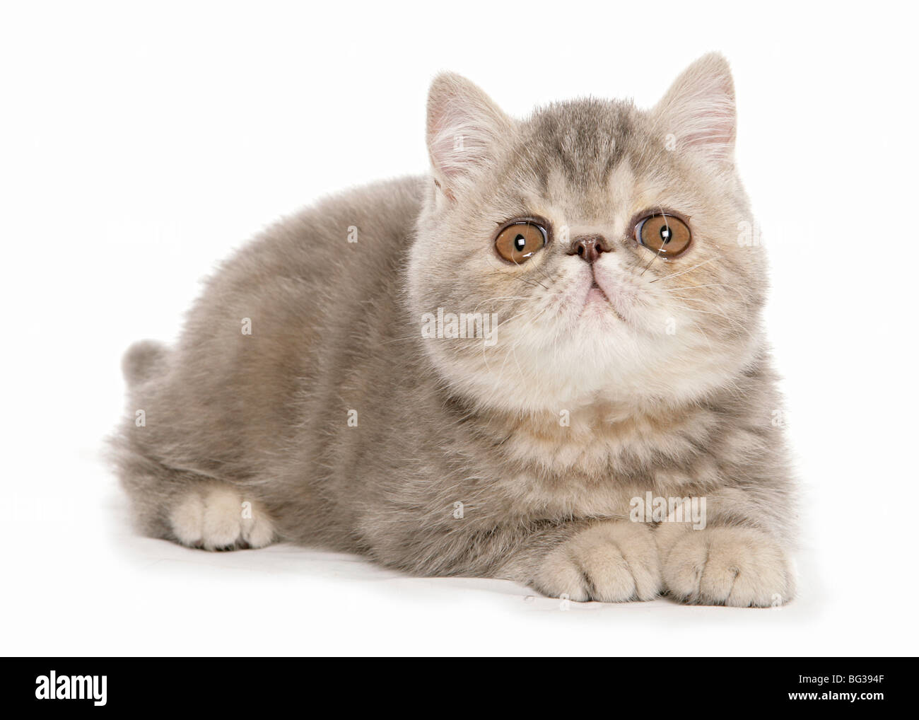 Exotische Kurzhaarkatze - Katze liegend - Ausschneiden Stockfoto
