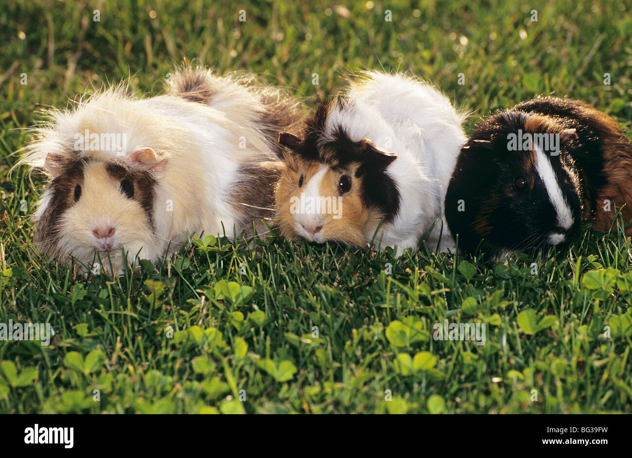 Meerschweinchen Liegt Auf Der Seite Und Zuckt Drei meerschweinchen -Fotos und -Bildmaterial in hoher Auflösung – Alamy