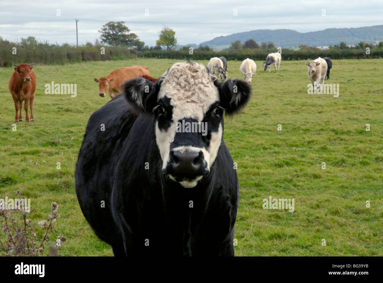 Schwarz / weiß konfrontiert Kuh im Bereich der Kühe Stockfoto