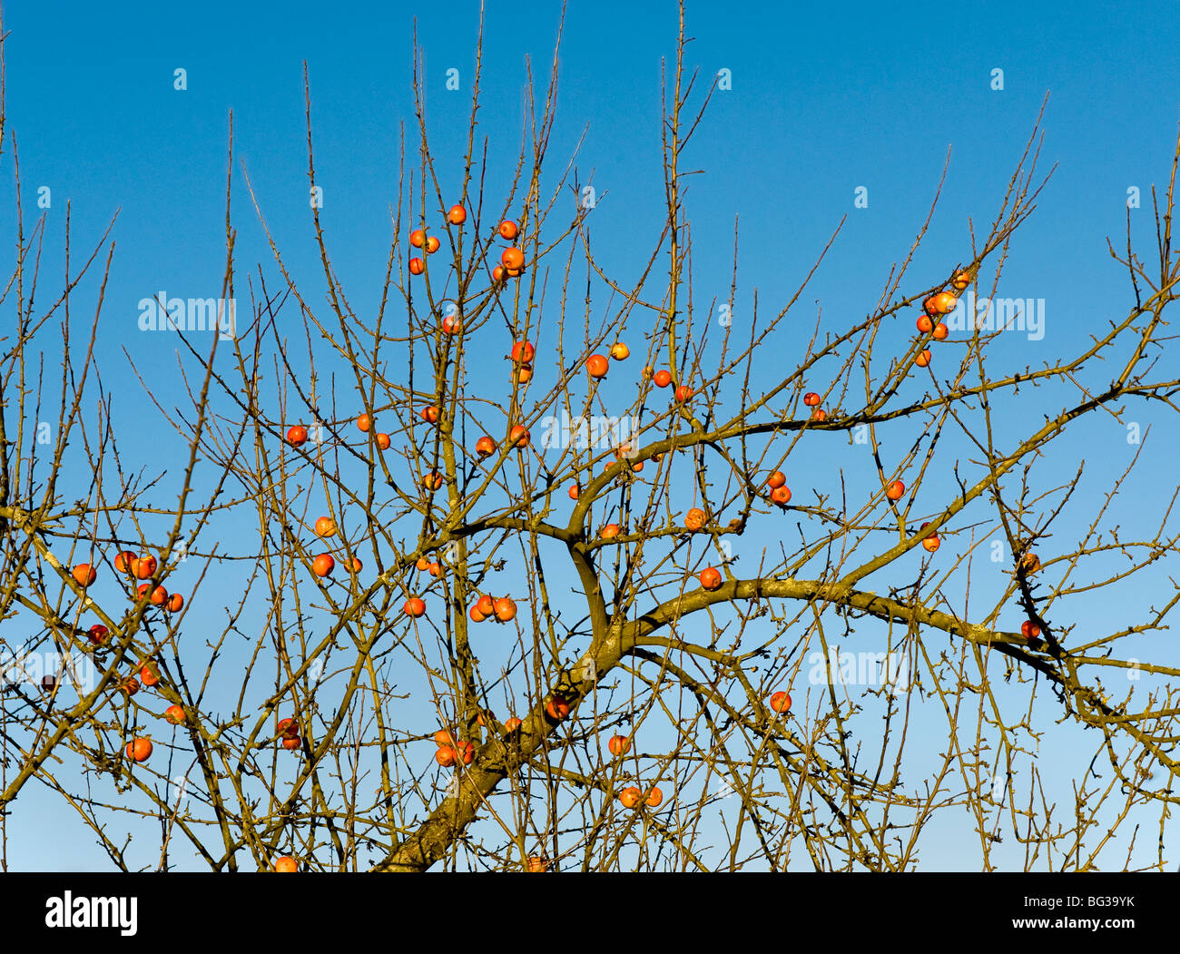 bleiben Sie die restlichen blieb verloren Äpfel am Baum Reifen Apfel Ernte Herbst keine Blätter Winter Reich große Ernte Garten Gärtner Stockfoto