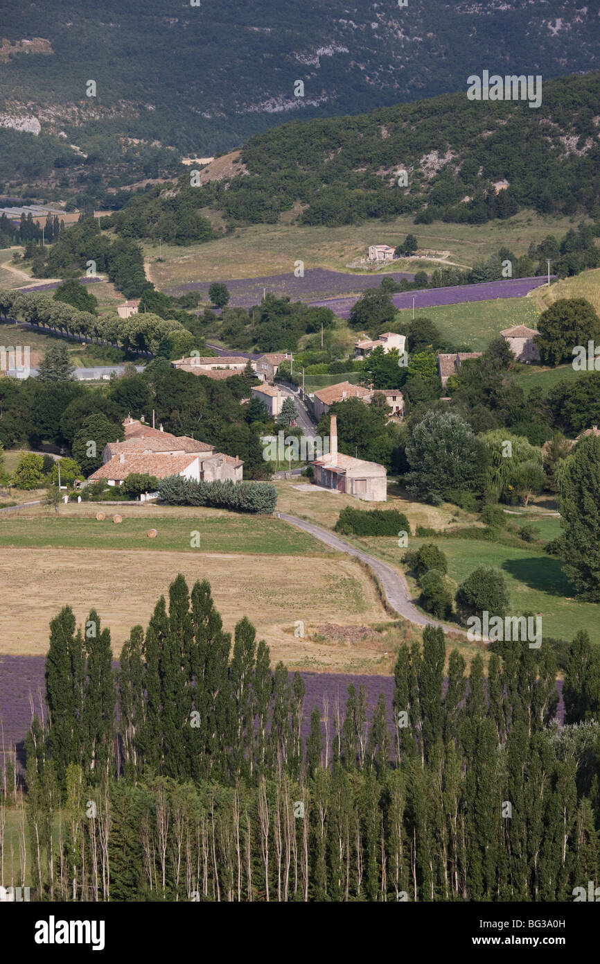 Lavendelfelder, Sault-En-Provence, Vaucluse, Provence, Frankreich Stockfoto