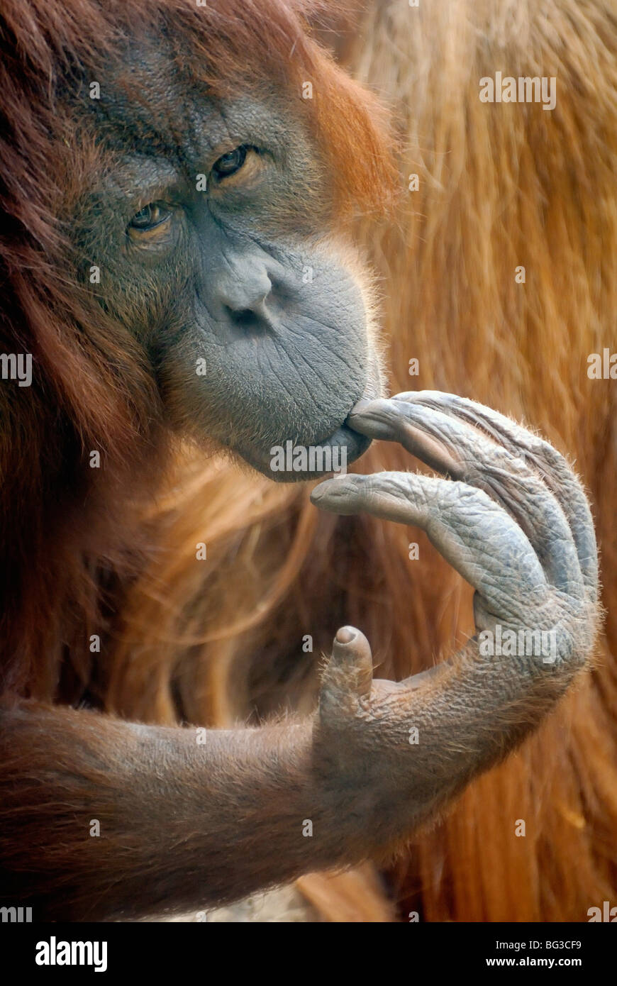 Bornean Orangutan / Pongo Pygmaeus Stockfoto