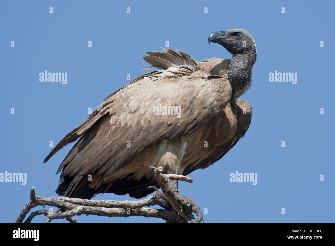 Porträt von einem Kap Geier im südlichen Afrika. Das Foto wurde in Botswanas Chobe National Park. Stockfoto