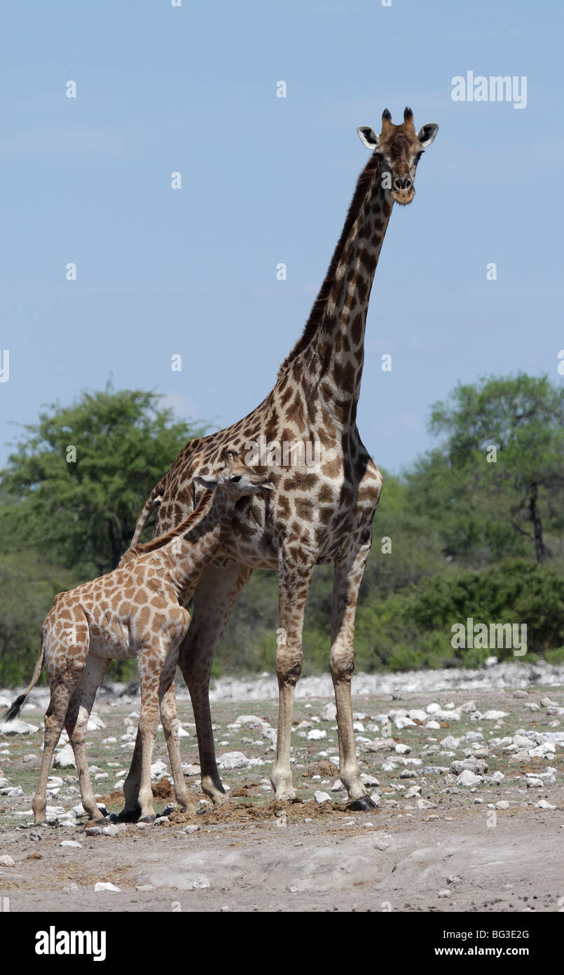 Giraffe Mutter und Kind Stockfoto