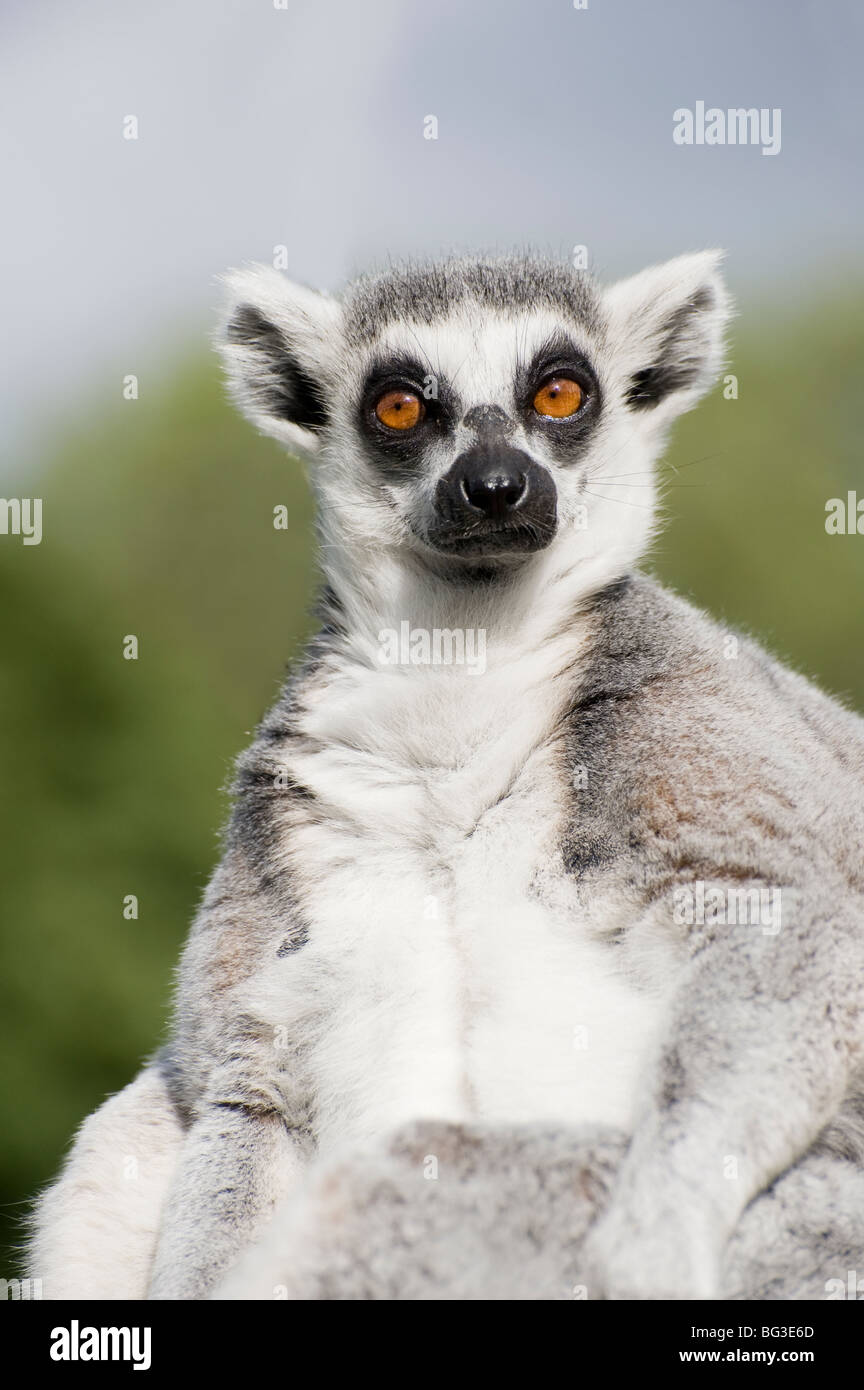 Katta in Gefangenschaft im Whipsnade Zoo in England Stockfoto