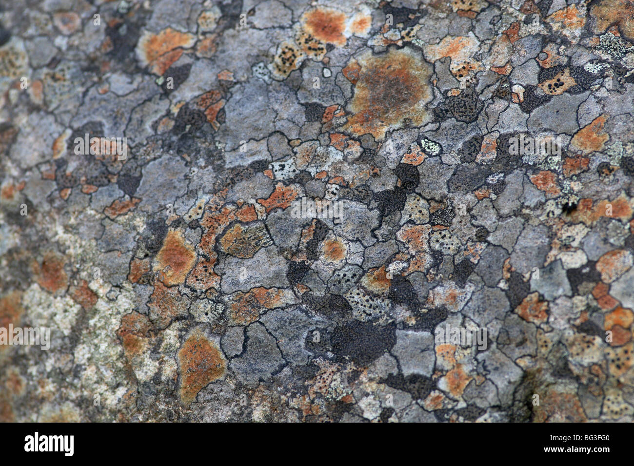 Mosaik von Flechten auf Steinen Stockfoto