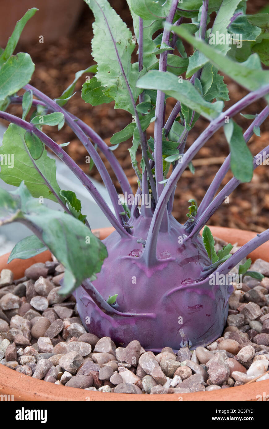 blumenkasten 20 cm Elan Mini-Blumenkasten 60 x 20 cm – Für einen stilvollen Garten oder Balkon