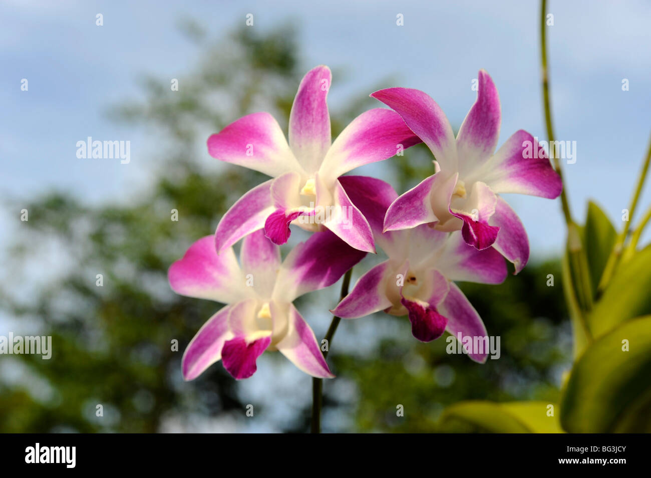 Bali Orchideen Garten, Denpasar, Bali, Indonesien Stockfoto