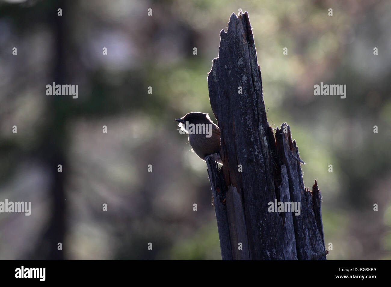 Unglückshäher sitzen im alten Wald Environnement ich typisch borealen Klima Stockfoto