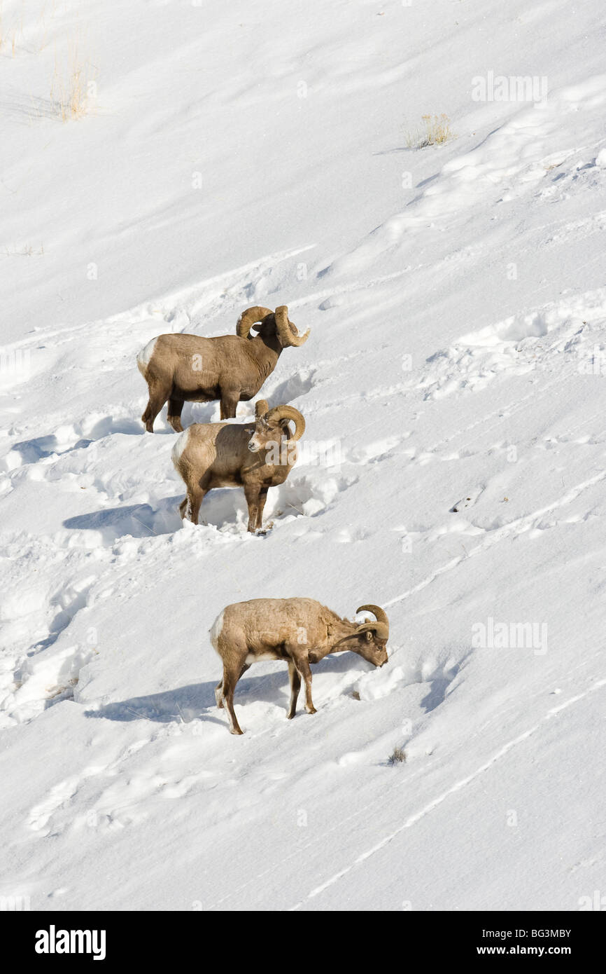 Bighorn Rams (Ovis Canadensis) Weiden auf dem Schnee bedeckt Hang Stockfoto