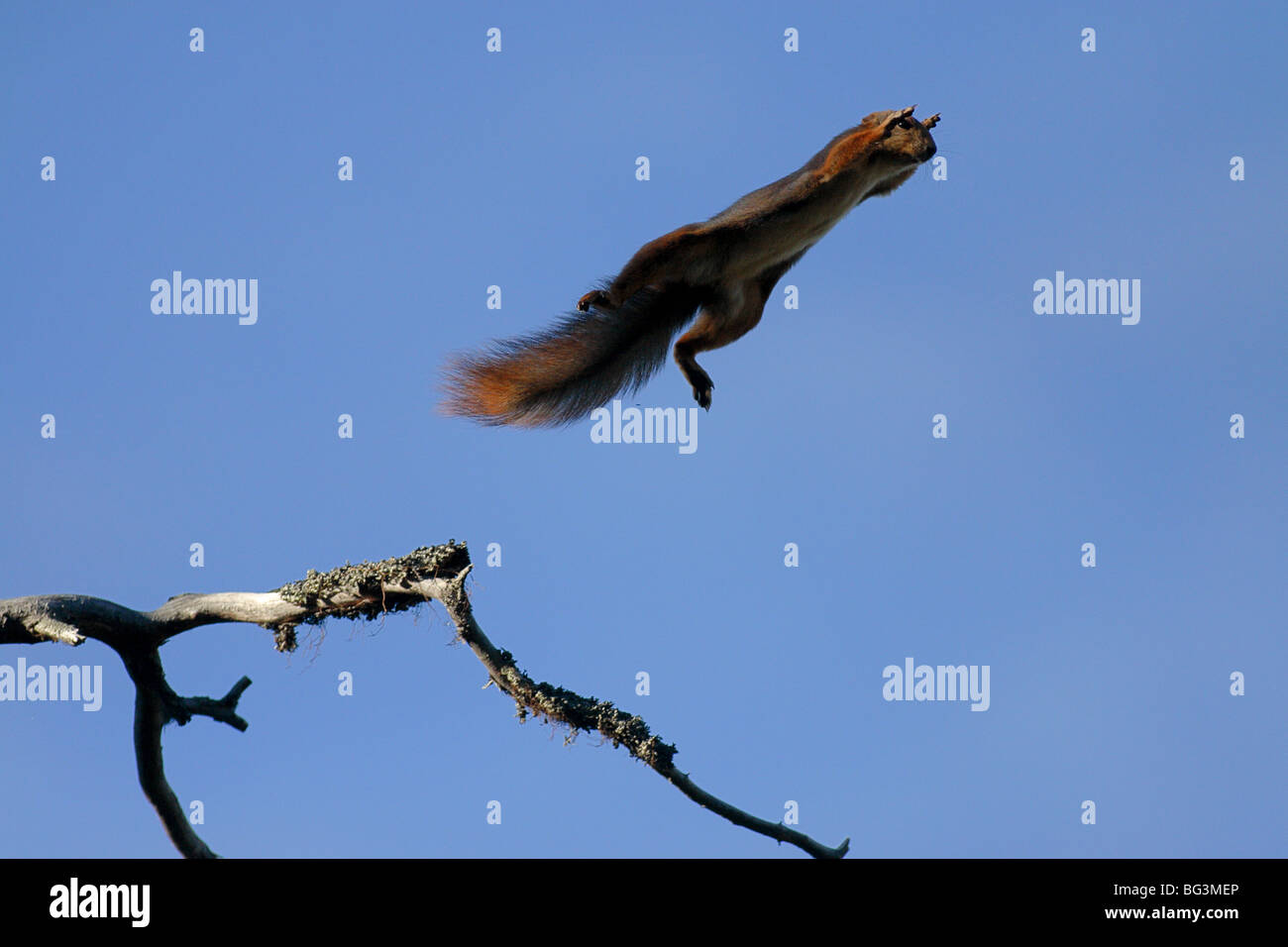 Eichhörnchen springen von Baum zu Baum, in der Luft und fliegen in der Luft. Stockfoto