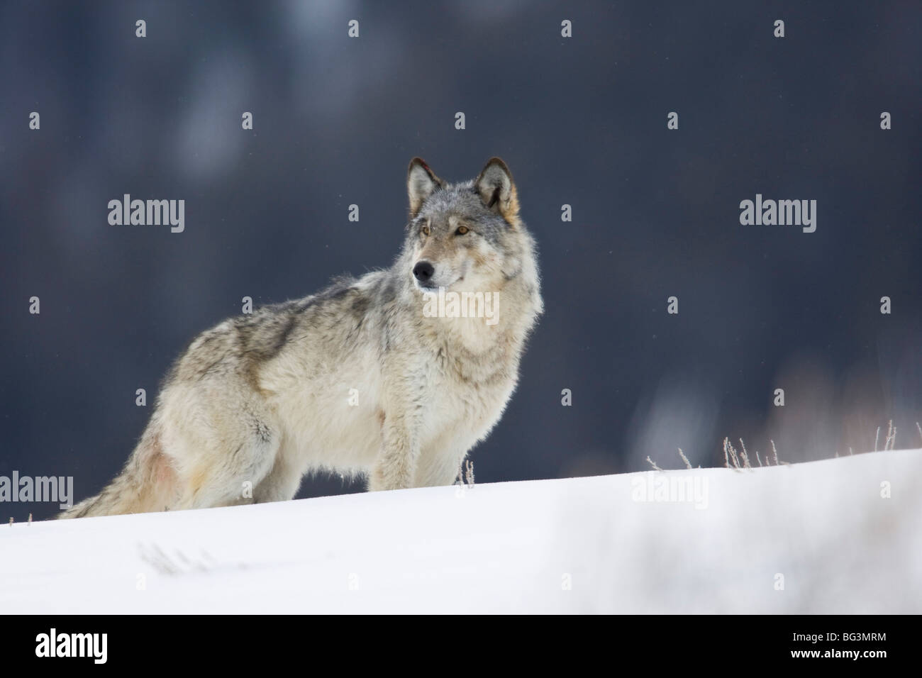 Grauer Wolf (Canis Lupus) im Schnee Stockfoto