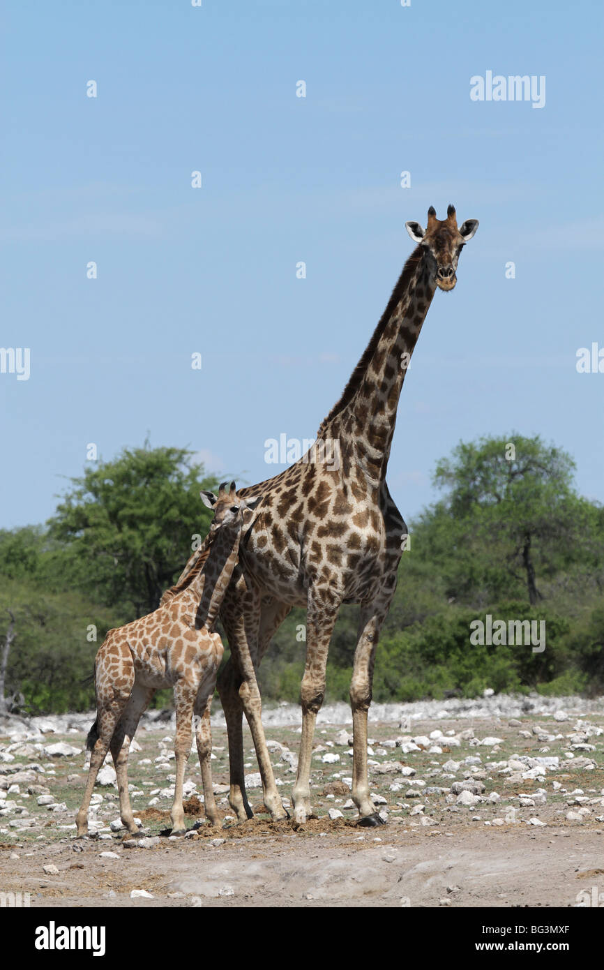 Giraffe Mutter und Kind Stockfoto
