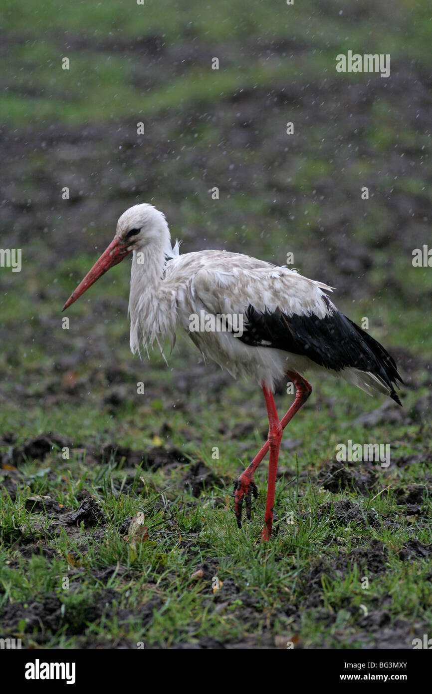 Storch auf Feld sitzen und Essen Kommissionierung Stockfoto