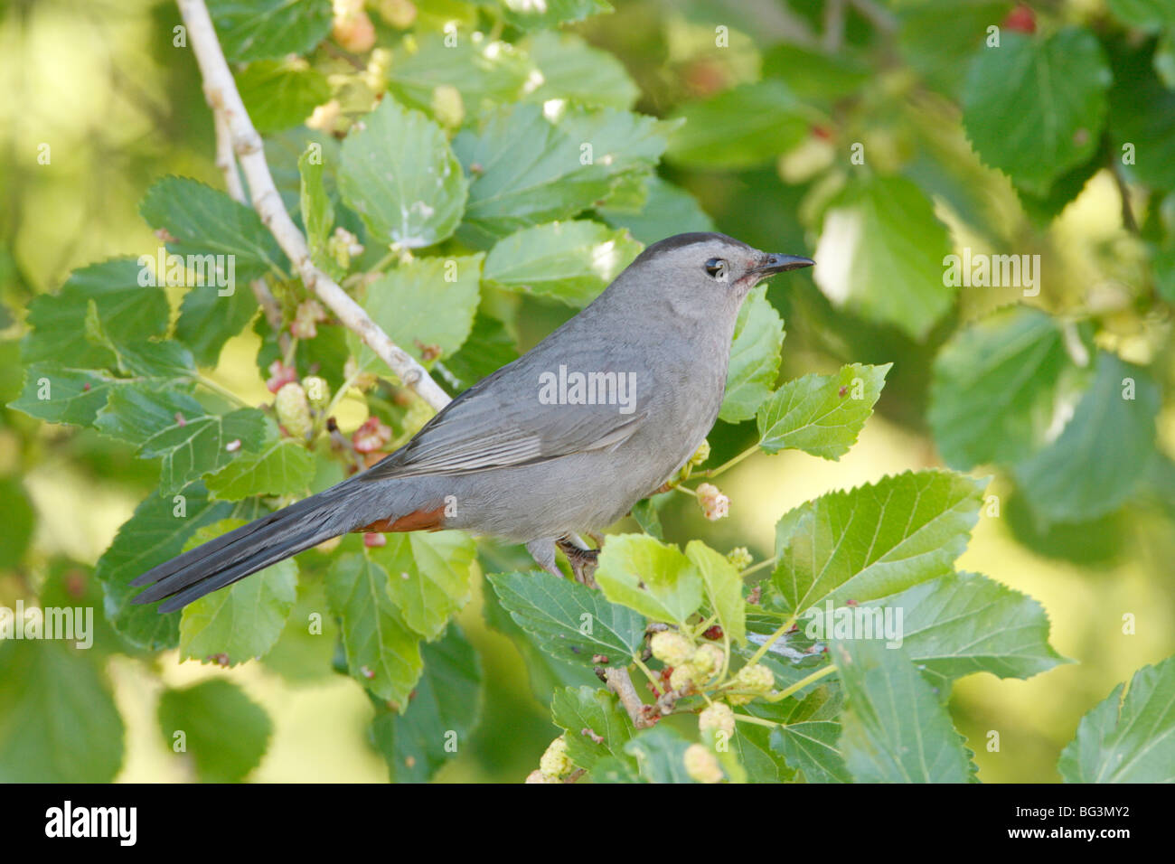 Graues Catbird im Mulberry Stockfoto