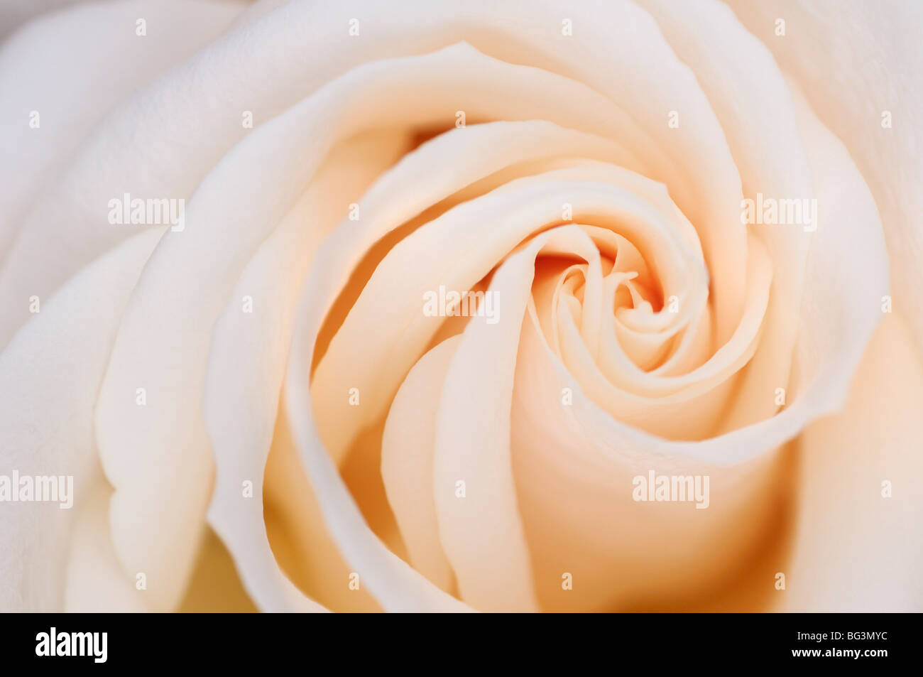 Zusammenfassung der Spirale layer Wirtel Muster der Blütenblätter einer weißen bündig Hybrid Tea Rose Stockfoto