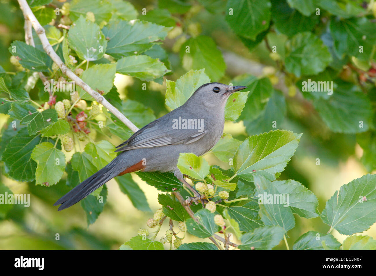Graues Catbird im Mulberry Stockfoto