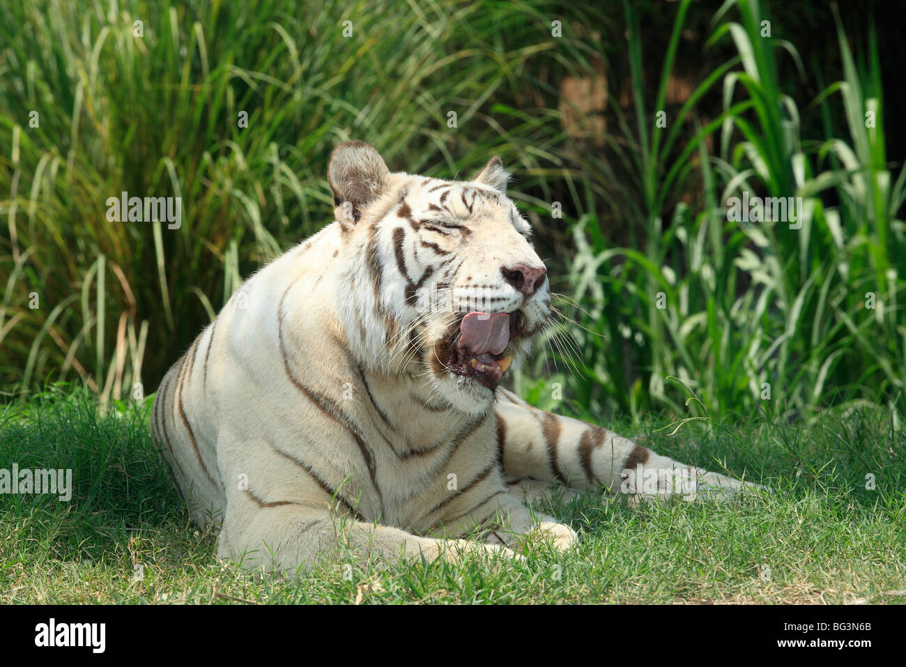 Ein weißer Tiger aus Bengalen, Panthera tigris, leckt seine Lippen Stockfoto