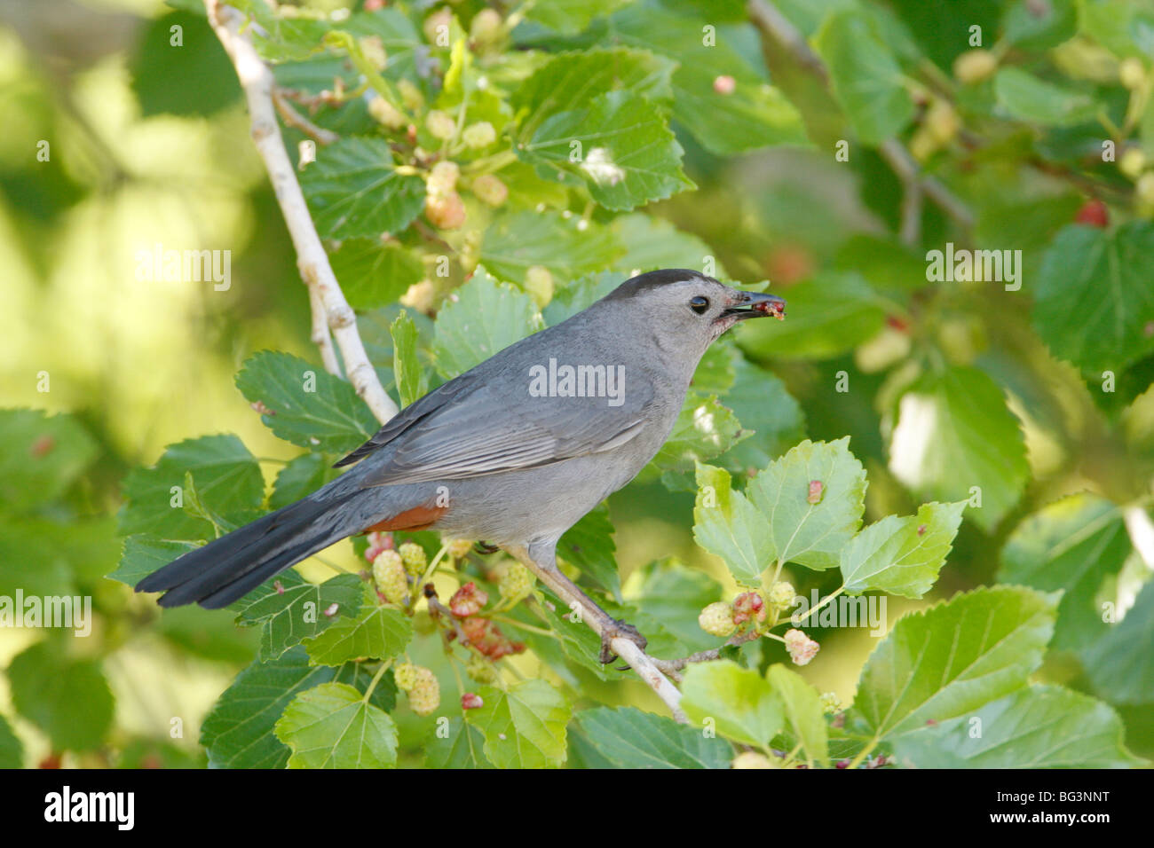 Graue Catbird Maulbeeren Essen Stockfoto