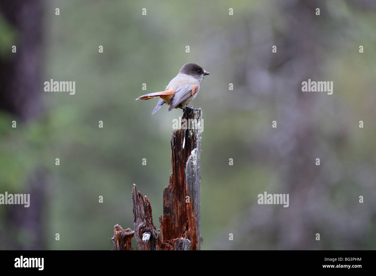 Unglückshäher sitzen im alten Wald Environnement ich typisch borealen Klima Stockfoto