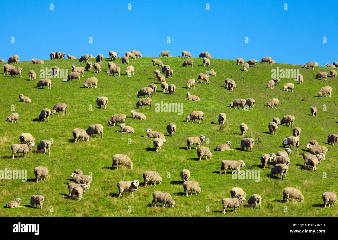 Neuseeland, Südinsel, South Canterbury. Schafe auf einem Hügel. Stockfoto