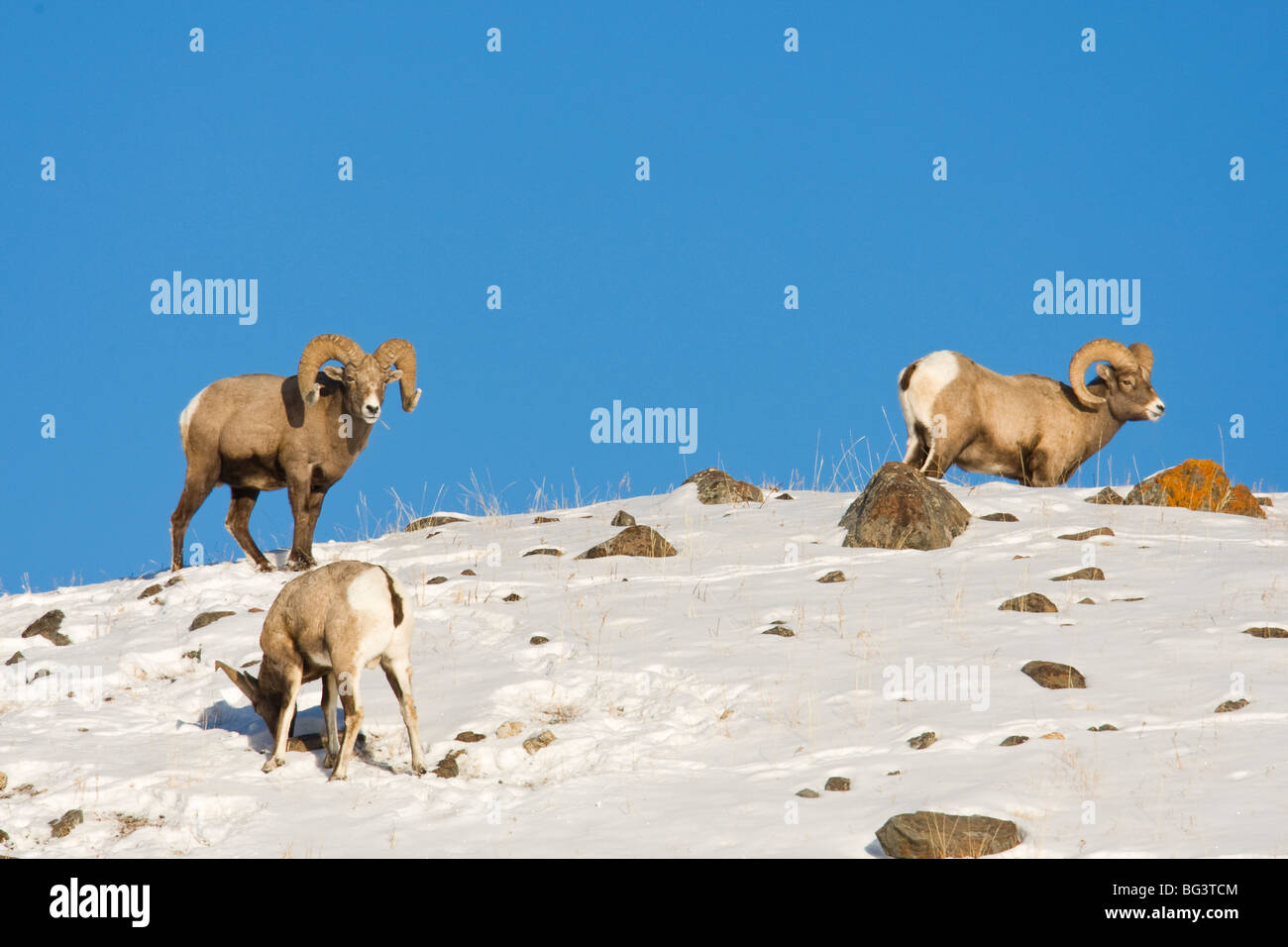 Bighorn Rams (Ovis Canadensis) auf dem Schnee bedeckt ridge Stockfoto